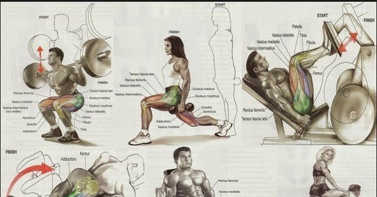 Рисунки мышц при тренировке thumbnail