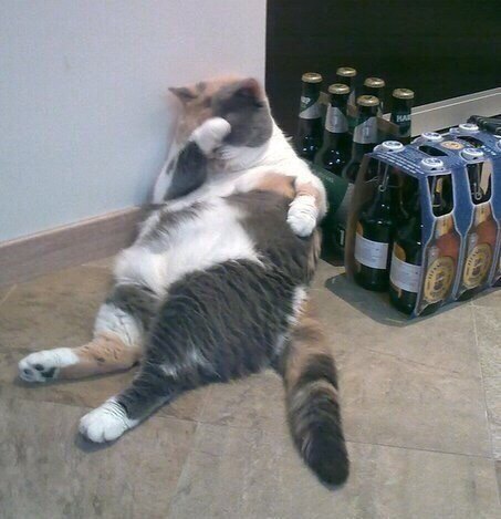 Friday.... - cat, Alcohol, Friday