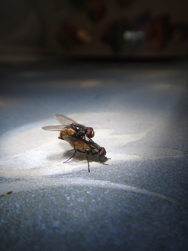 Flies - NSFW, My, Муха, Wall, The photo