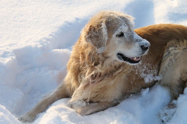 Tolyatti! Lost Golden Retriever. Help me find! - The dog is missing, Retriever, Golden retriever, Tolyatti, Dog, Town, Dog