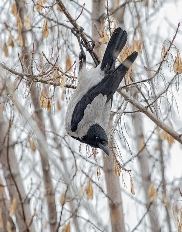 When the rollover fails - Crow, Tree, Horizontal bar, crossbar