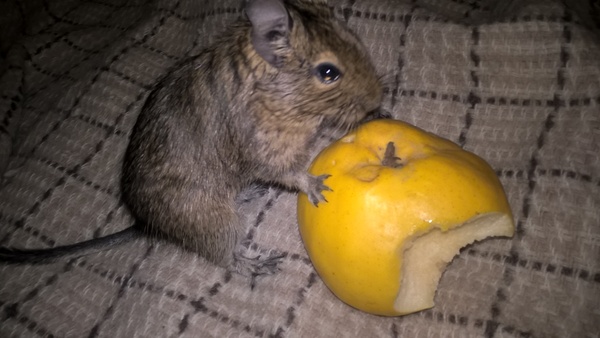 Filmed on slippers in the dark) sema and quince) - My, , Degu, Quince, Longpost