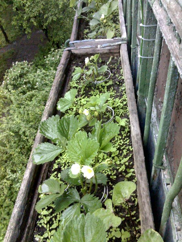 Strawberries on the balcony - My, , Garden, Hobby, Strawberry, Peas, Longpost, Strawberry (plant)