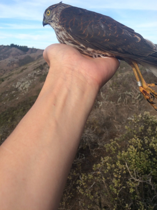 Falcon who did not understand. - Falcon, Not understood, Nature, Longpost