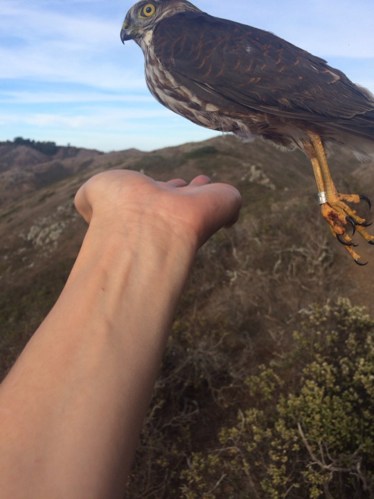 Falcon who did not understand. - Falcon, Not understood, Nature, Longpost