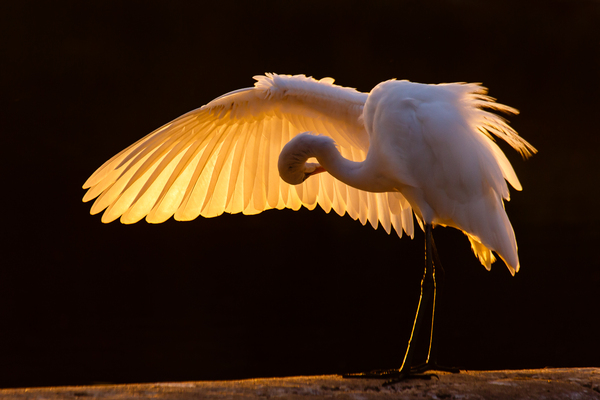 Heron lit by the sun. - The photo, Birds, Egret