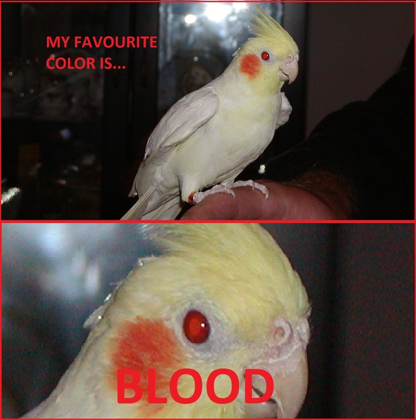 Appearances are deceptive - A parrot, Blood, Color, Eyes, Eye Color, Brutality