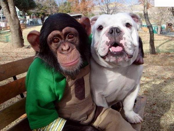 An old Japanese show about a dog and a monkey where they overcome all sorts of problems on their way. - Dog, Monkey, Show, China, Video
