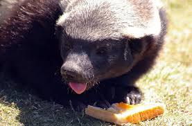 Honey badgers are cute sweet tooth - Honey badger, Far cry, Images, Honey, Animals, Longpost