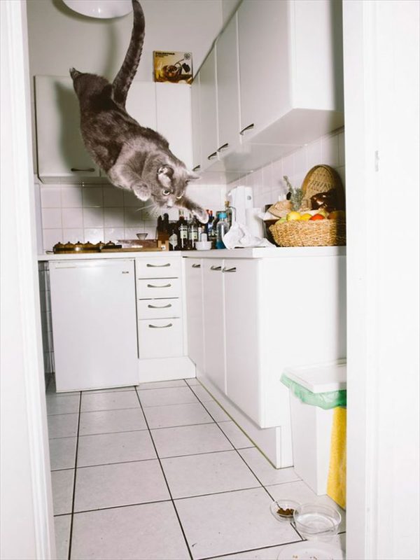 Foodaaaaaaa... - cat, Pet, Humor, Pets