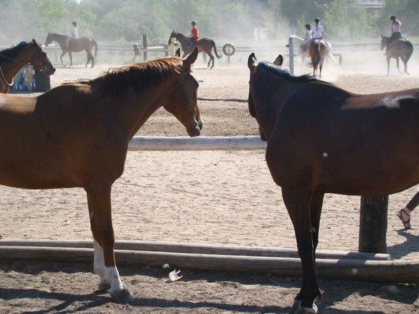 Horse characters - Longpost, Horses, Character, Horses, My, Upbringing