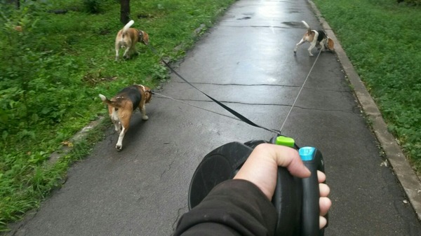 Follow me... - My, Beagle, Dog, A life, Walk, Kindness