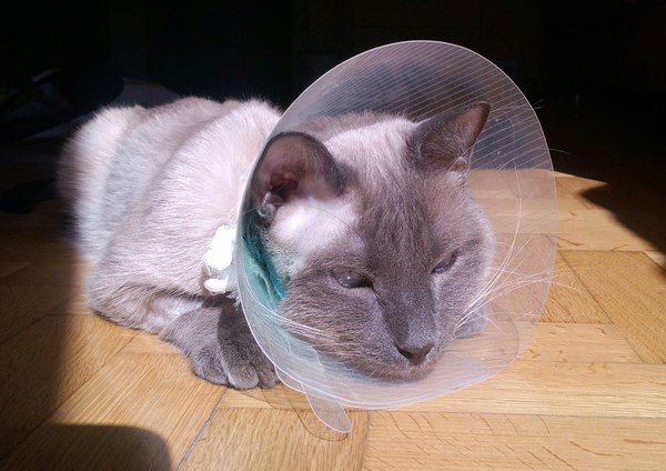 Be careful with your ears! - My, cat, Ears, Operation, Collar