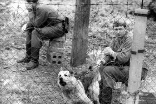 Berlin Wall dogs - Dog, Service dogs, Berlin Wall, GDR, Longpost