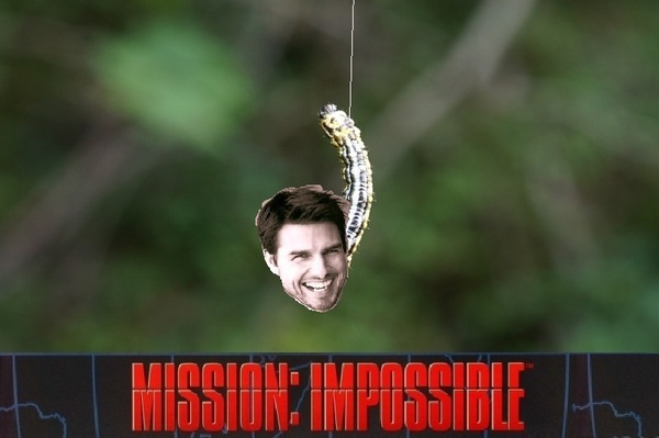 Mission Impossible - My, mission Impossible, , Tom Cruise, Caterpillar, Picture with text, cat