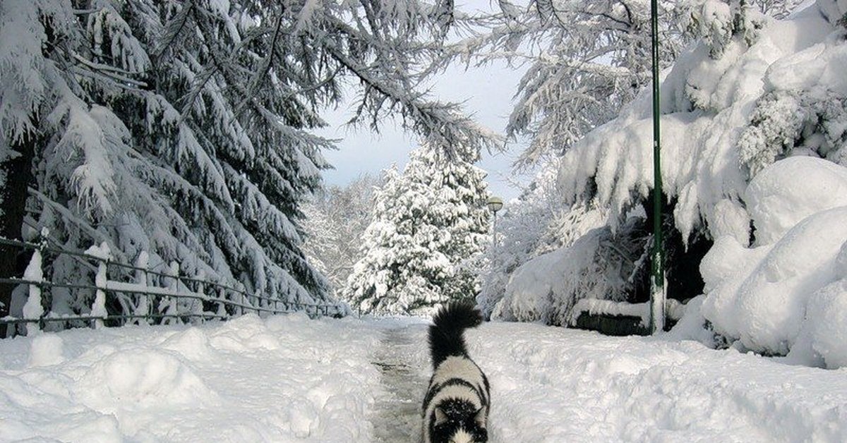 Смешные статусы про зиму. Котик в снегу. Кот на снежной тропе. Приколы про зиму. Кот идет по снегу.