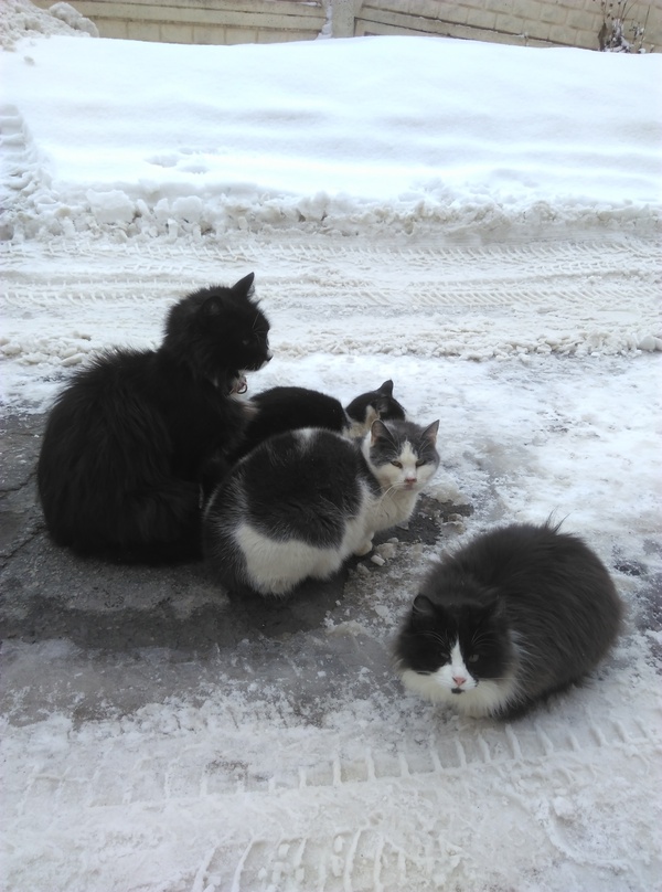 yard cats) - Fatty, Winter, cat, Courtyard, Excess weight