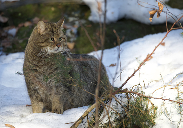 Far East wild forest cat - cat, Forest cat, Valery Maleev, Not mine