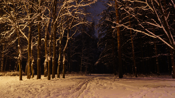 Winter in Sosnovka - My, Beautiful, The park, Winter, Sosnovka Park, Saint Petersburg, Evening, January, Sony