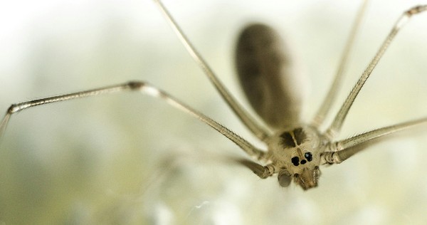 Harvest spider (macro) - My, Spider, Macro photography, Tags are clearly not mine, Longpost