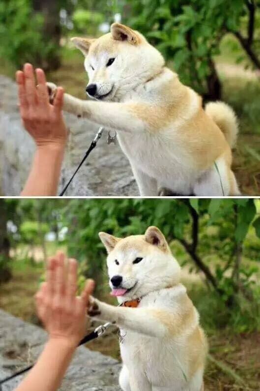 Pyatisha from Inu - Dog, Akita inu, Hachiko, , High five, 