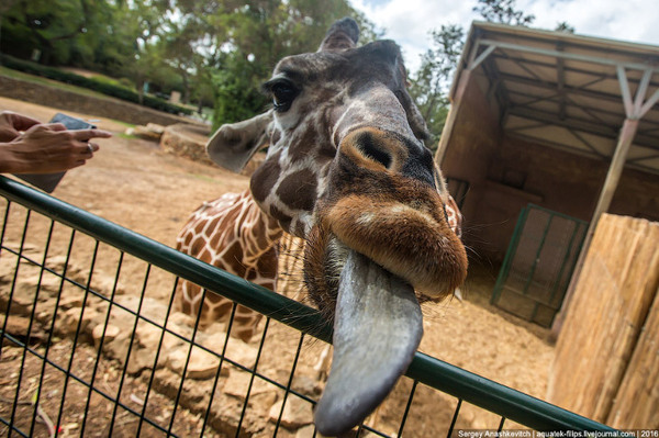 Who has the longest tongue in the world? - Giraffe, Facts, Interesting, Longpost, Language