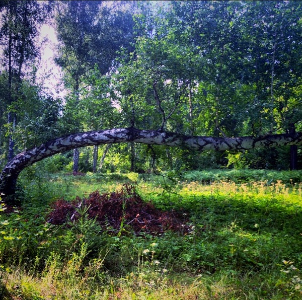 Bashkir forests - Forest, beauty, My, Tree, Bashkortostan