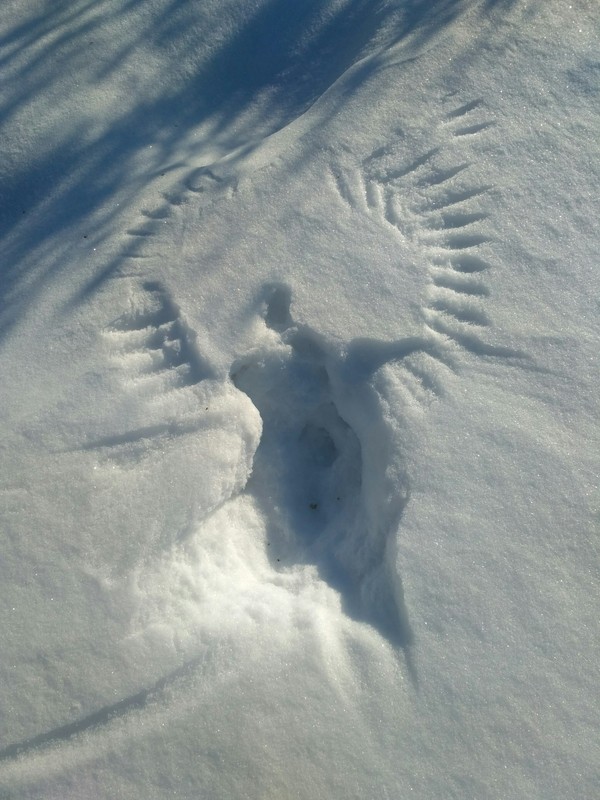 The bird caught the mouse - My, Imprint, Snow