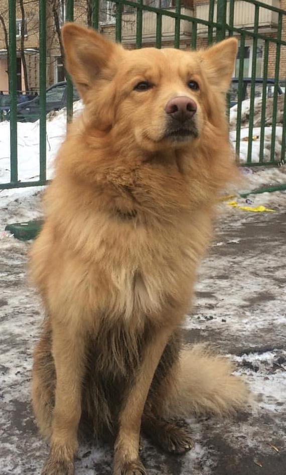 DOG FOUND, MOSCOW - My, Found a dog, The dog is missing, Tag, Dog, Help, Animals