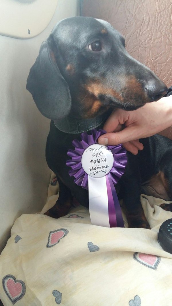 Dachshund named Sobakhli Sham CHAZY CHIF is the winner! - Dog, My, Exhibition