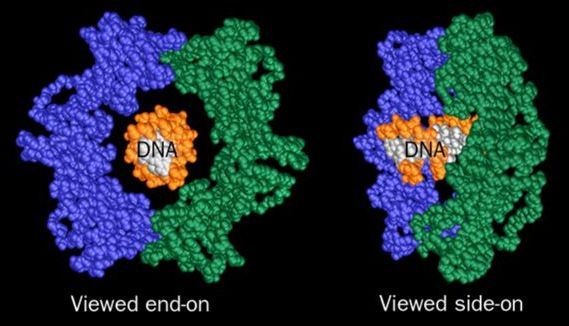 Origin of Life #3 - My, Origin of life, The science, Biology, Abiogenesis, DNA, RNA, GIF, Longpost