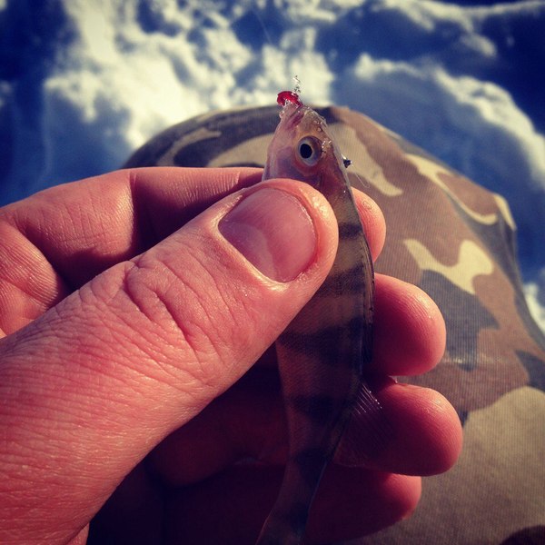 Lake Ingol. - Longpost, Fishing, My, freezing, Winter