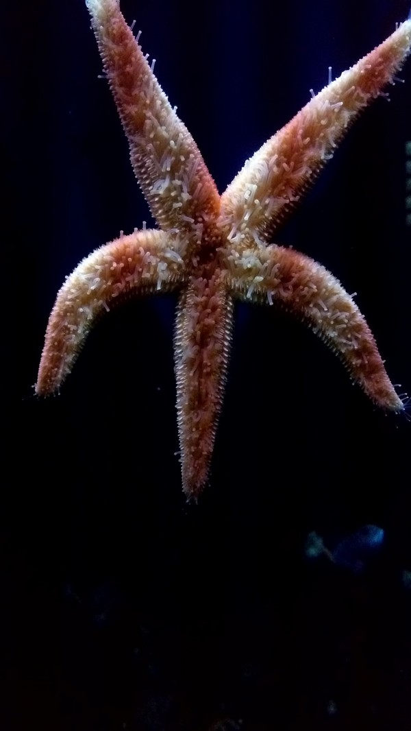 For those who have not seen starfish from below. - My, Starfish, Tentacles, Abomination