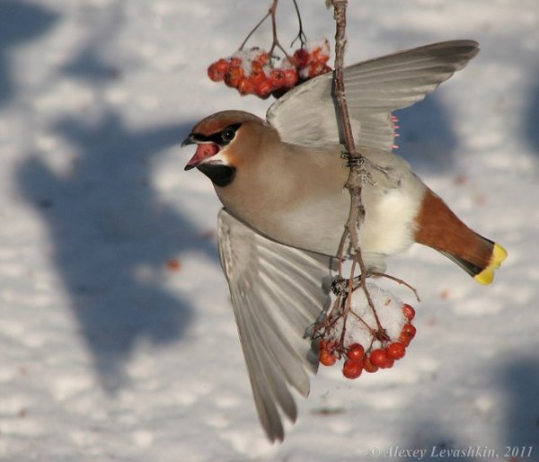 About the bird's booze. A boozy waxwing in the family! - news, Chelyabinsk, Birds, Waxwing, Booze