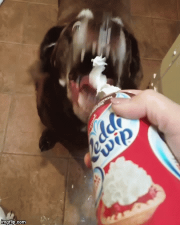 Can I have some cream? And me! And me, and me! - Dog, Cream, GIF