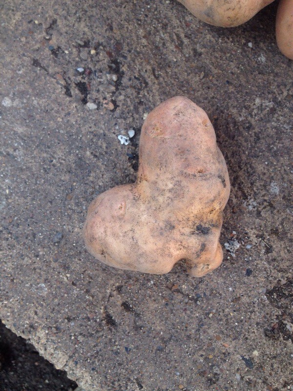 Potato grown with love - With love, Potato, , My