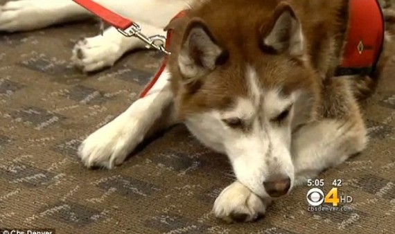 Husky Juno saved her owner's life. - Dog, Saving life, The mountains, Injury, Loyalty, Dog days, Longpost
