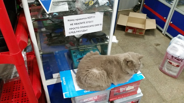 And so I wanted to praise - Car shop, My, cat