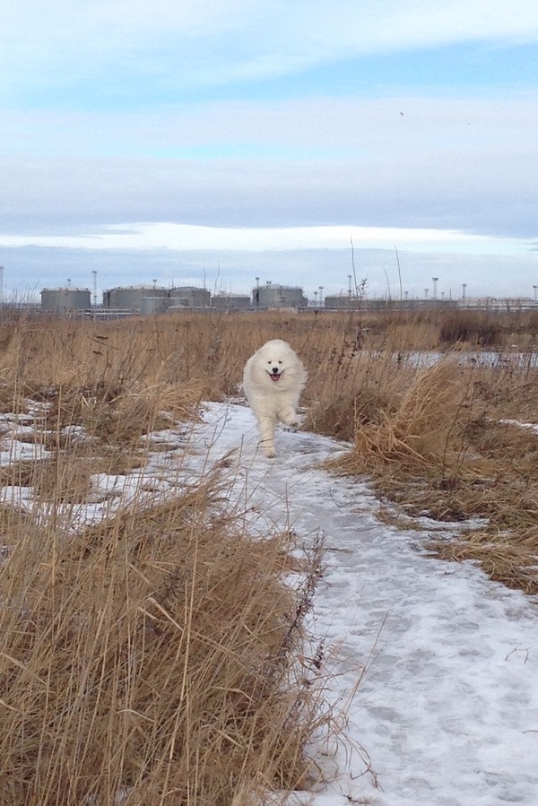 Another attempt at an epic photo of my running dog - My, Dog, Samoyed, Run