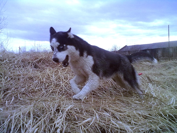 An epic runner or when you try to take a picture of a dog that has an awl in one place - My, Dog, Husky, , Tag