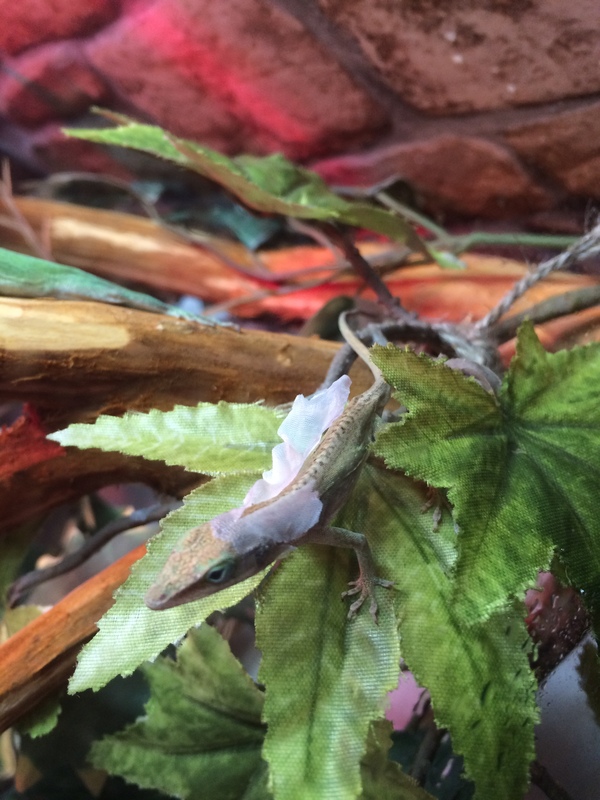 Moulting in a Louisiana lizard - Lizard, Louisiana