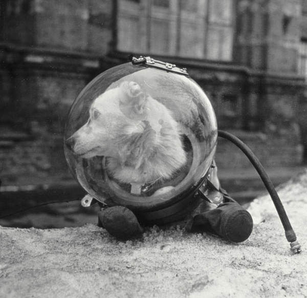 Dog Belka in a spacesuit, 1960, USSR - Spacesuit, Dog, Squirrel, The photo