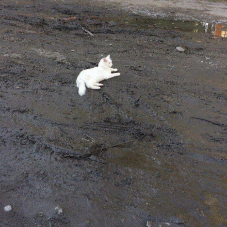 When you go out in white sneakers, mess them up, and you have nothing to lose - cat, White, Dirt