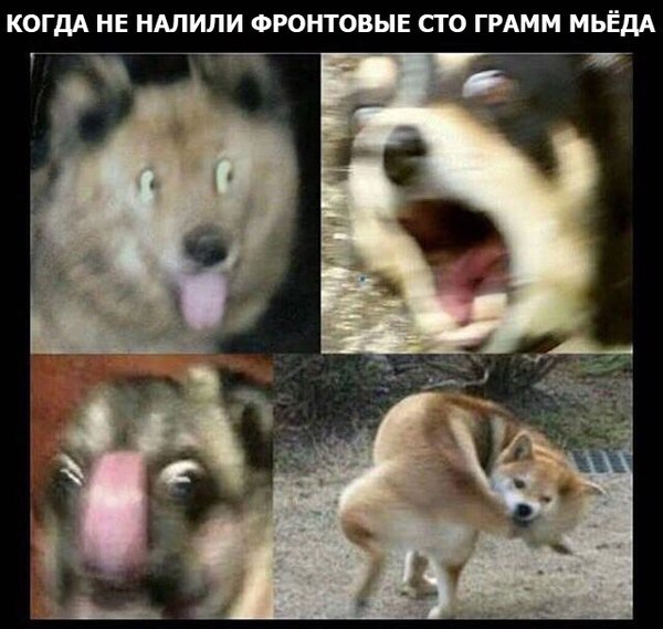 Мьёд!!!