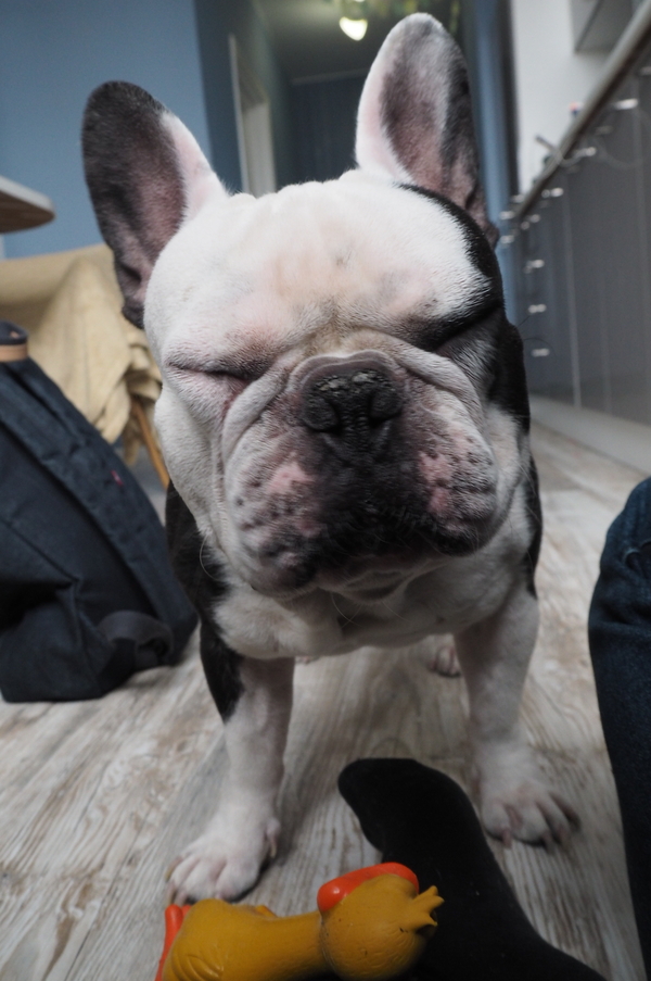 That feeling when you bought a French bulldog on aliexpress - My, Dog, AliExpress, French Bulldog