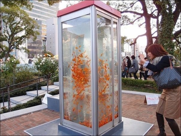 In Japan, there are unique phone booths with goldfish. - Japan, Phone station, Aquarium, Longpost
