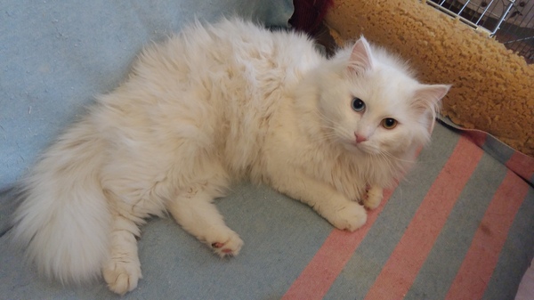 Snowball Angora - in good hands - My, , In good hands, Box and cat, Catomafia, Cats are like people, Moscow, cat, Help