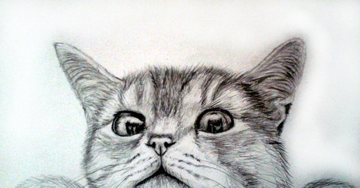 Без цветной рисунок. Картинки для срисовки котики. Милые котики для срисовки карандашом. Котики для срисовки карандашом. Фото нарисованного котика.