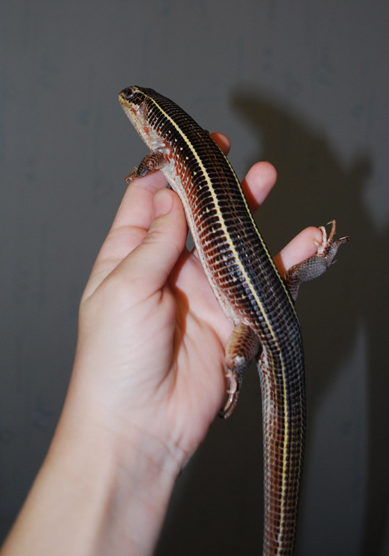 How I accidentally bought a rare lizard - My, Animals, Reptiles, Lizard, The photo, Longpost, , Exotarium