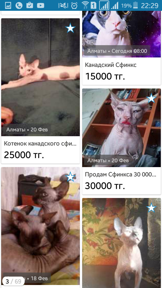 I watch ads... - My, cat, Olx, , Longpost, Almaty